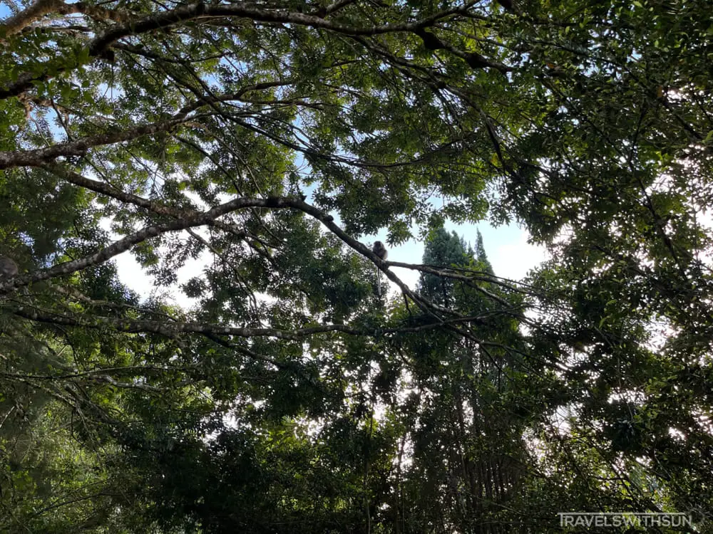 Monkeys Watching From The Trees At Bangkong Hill Trek
