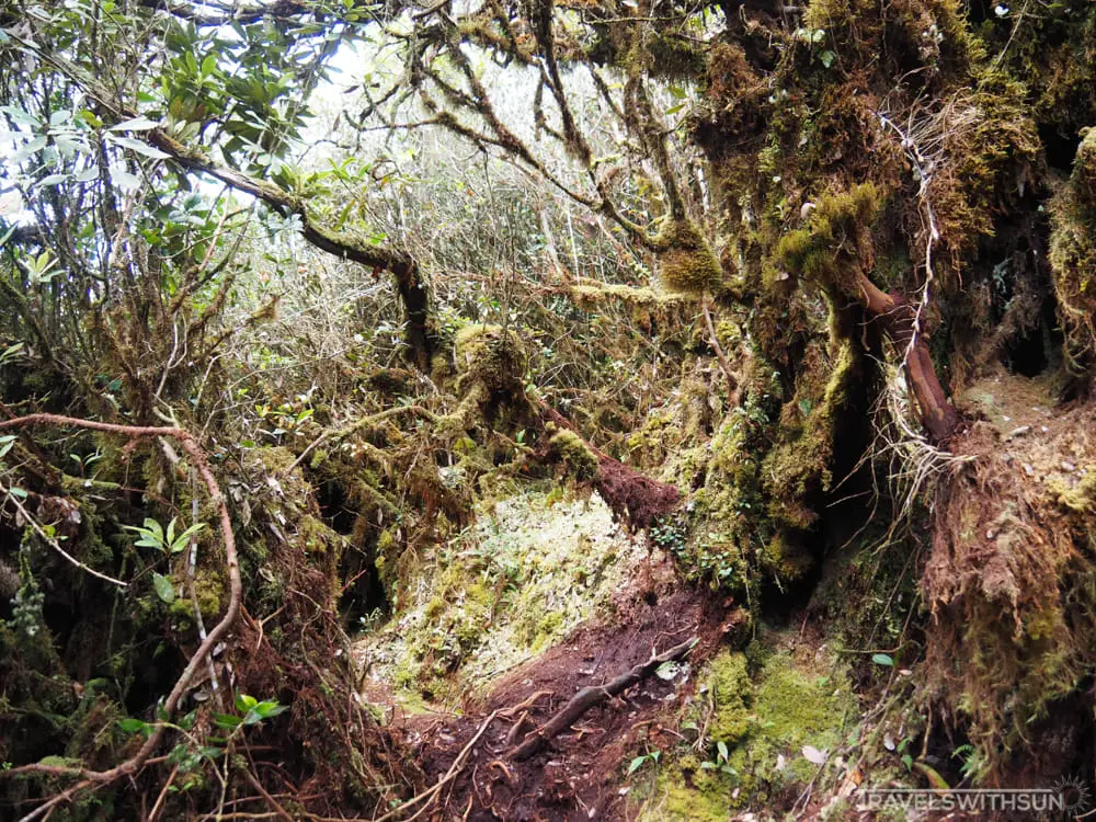 Moss Covered Branches At Coral Hill, Brinchang
