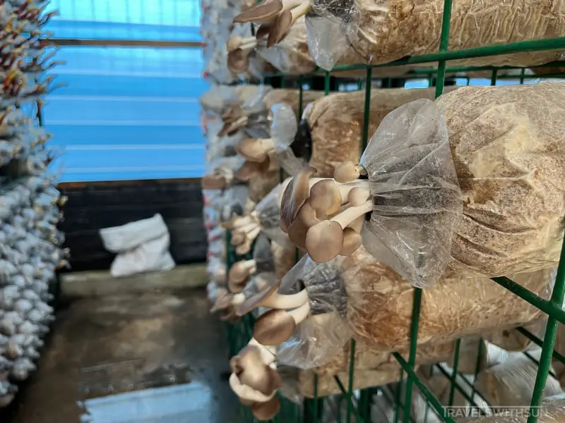 Mushrooms At Wonder Farm Mushroom In Taiping
