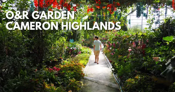 O&R Garden In Cameron Highlands – Roses, Mini Zoo & More