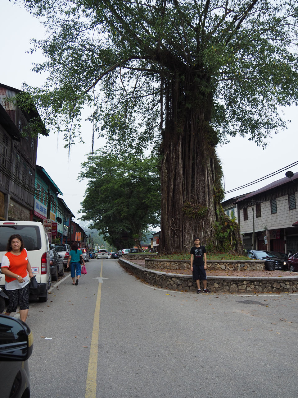 One of the big trees in Sungai Lembing town
