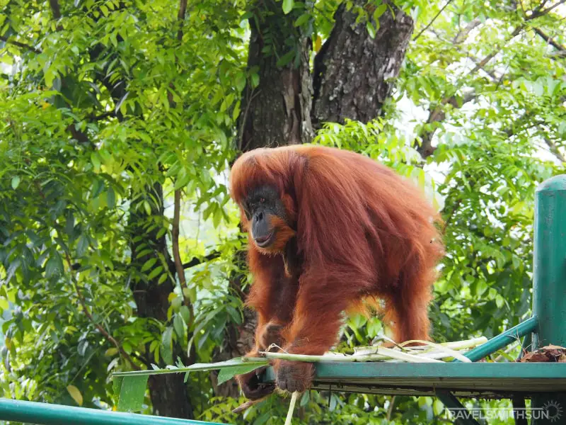 Orangutan At The National Zoo Of Malaysia
