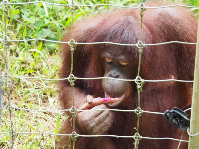 Orangutan Enjoying Sweet Potato At Orangutan Island