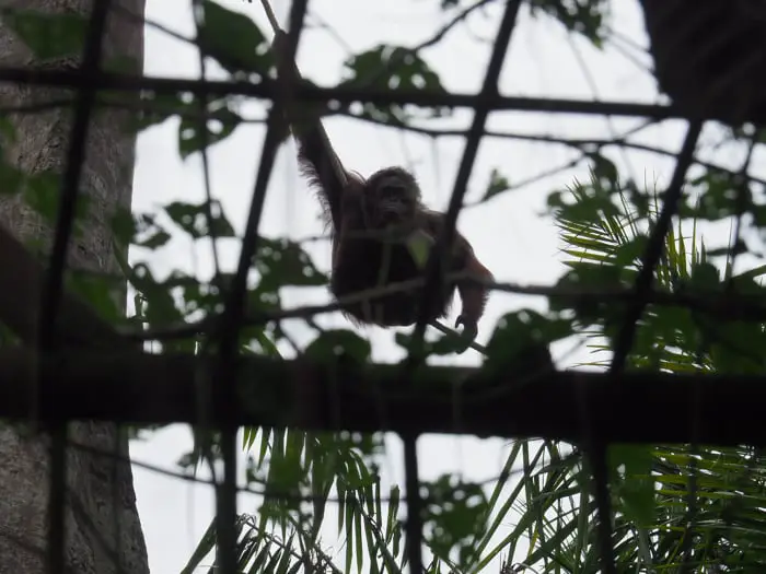 Orangutan In The Trees Watching Visitors At Orangutan Island