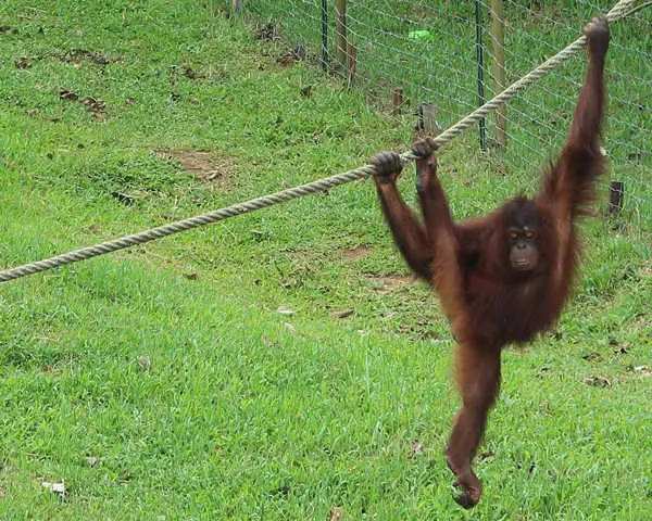Orangutan hanging on a rope at Bukit Merah Orang Utan Island Foundation