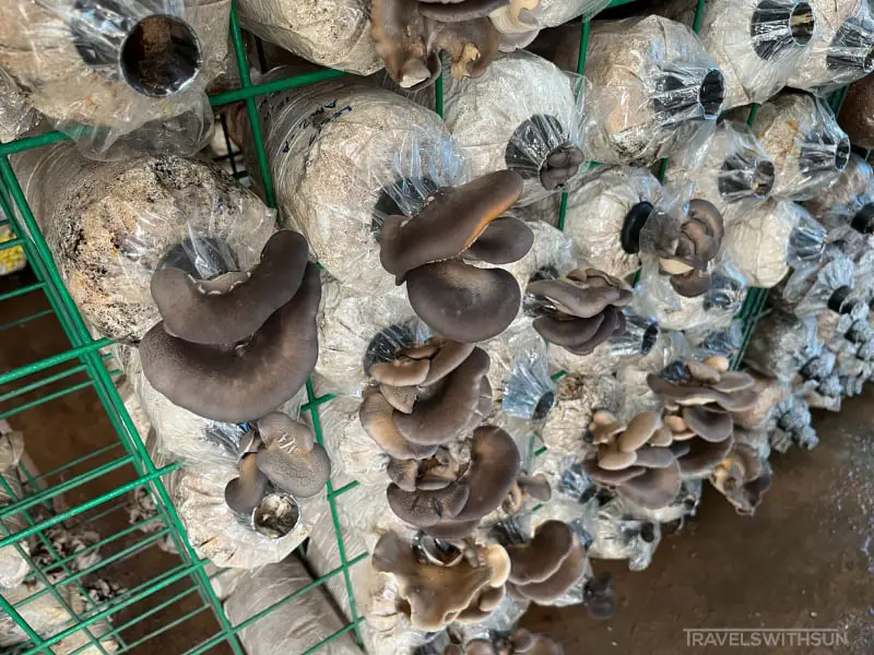 Oyster Mushrooms At Wonder Farm Mushroom In Taiping