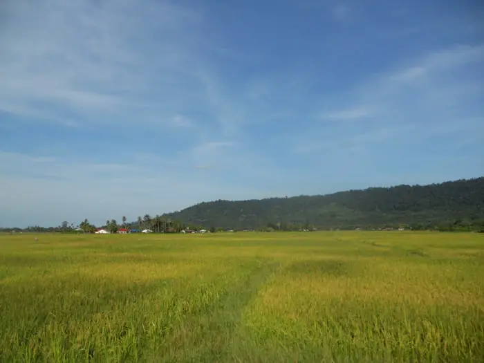 Paddy Field On A Sunny Day In Langkawi