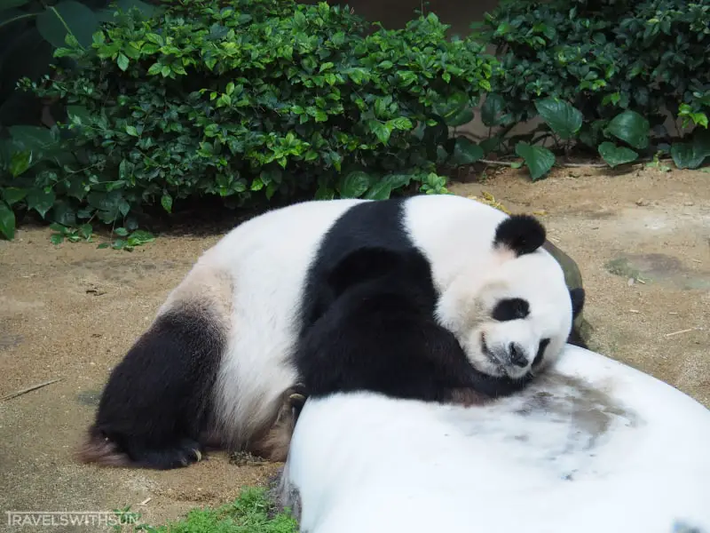 Panda Napping At The National Zoo Of Malaysia