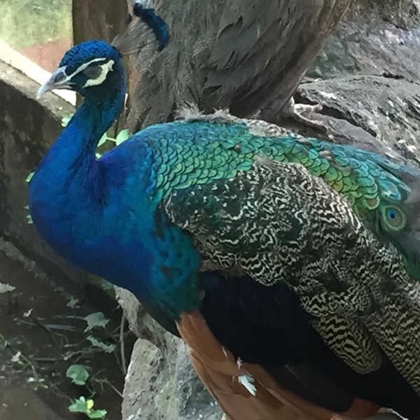 Peacock at the Eco Park in Bukit Merah Lakehouse Resort