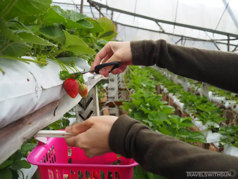 Pick Your Own Strawberries At Raaju's Hill Strawberry Farm