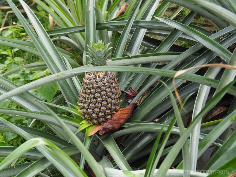 Pineapple At Tropical Fruit Farm In Teluk Bahang