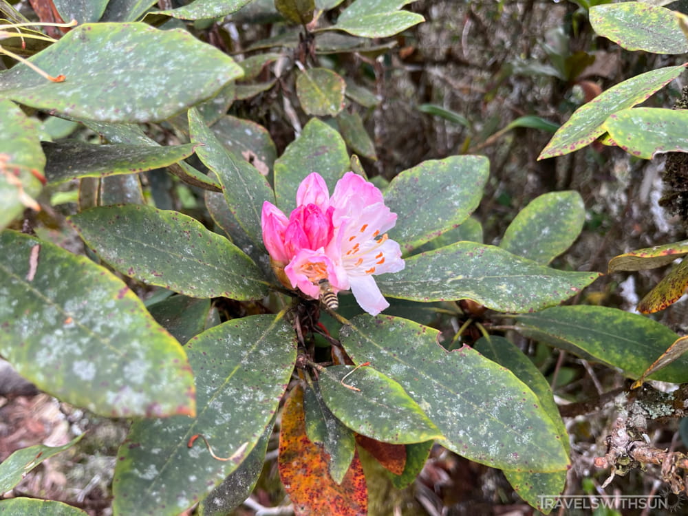 Pink Flower Bush Close To The Top Of Coral Hill, Brinchang