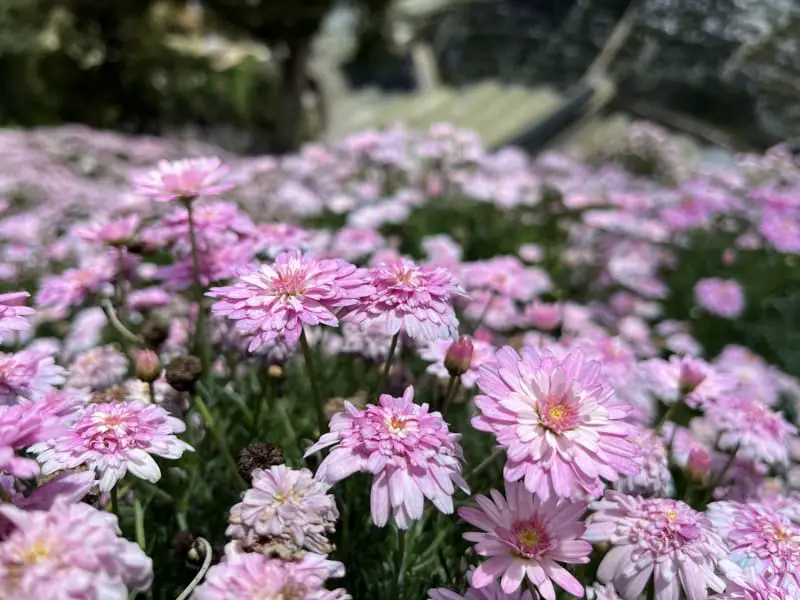 Pink Gerbera Flowers (Or Not) At Cameron Highlands Flora Park