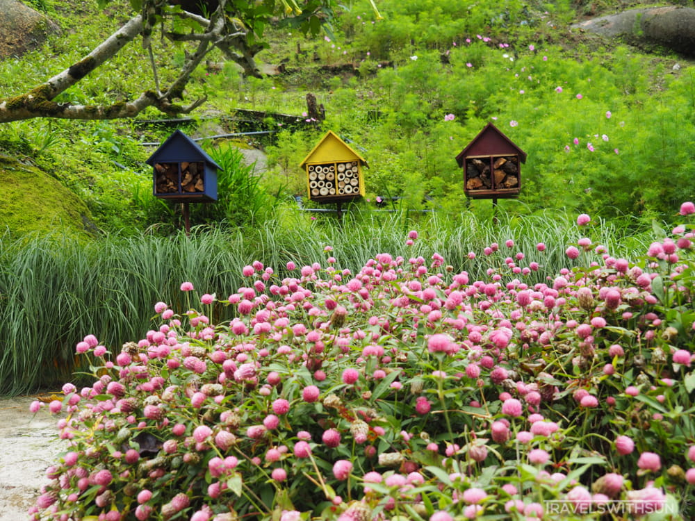 Pink Globe Amaranths In Front Of Decorative Beehives At Ee Feng Gu Bee Farm, Cameron Highlands