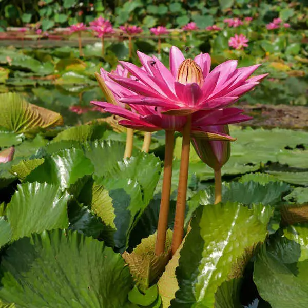 Pink Lotus In A Pond At Penang Botanic Garden