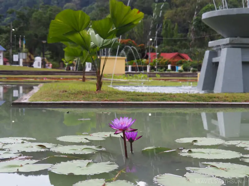 Pink Lotus In A Pond At Penang Botanic Garden