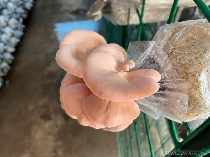 Pink Oyster Mushrooms At Wonder Farm Mushroom In Taiping