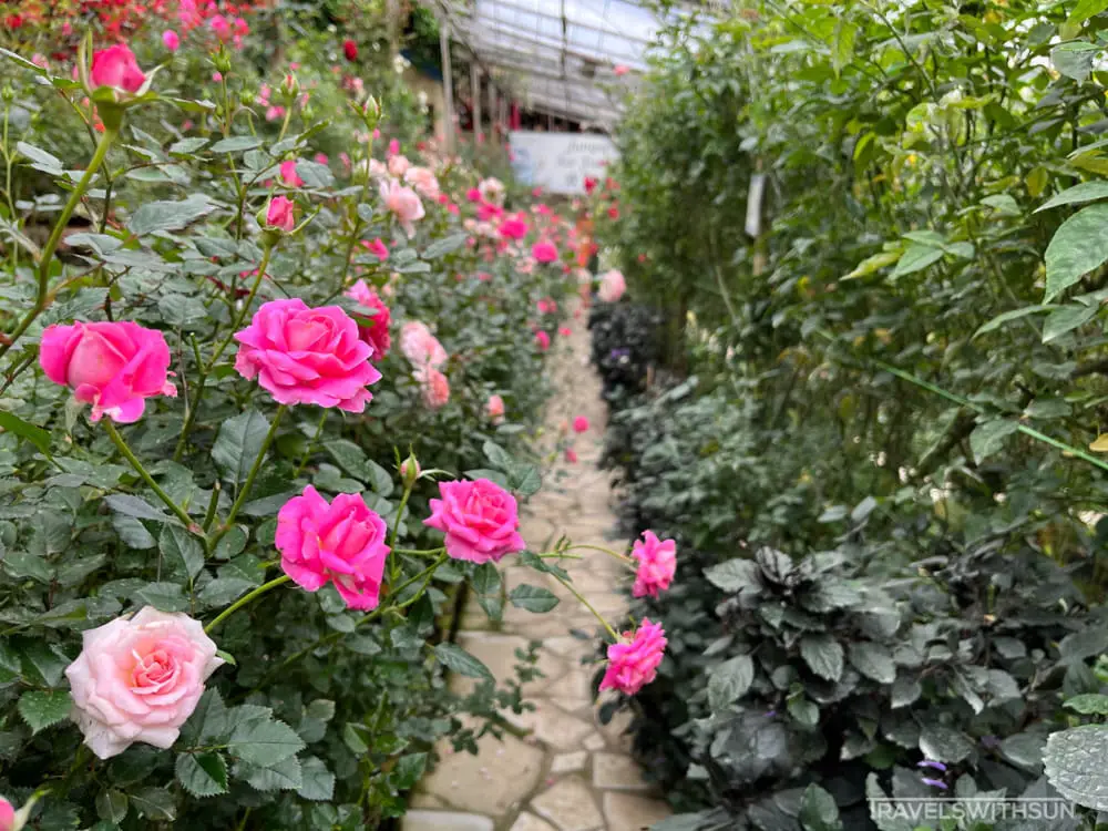 Pink Roses At Rose Valley In Cameron Highlands