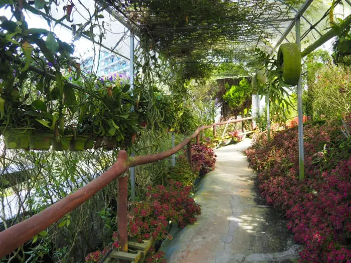Pitcher Plant Walkway At O&R Garden