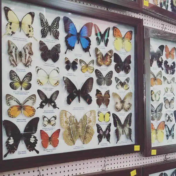 Preserved Butterflies In A Glass Frame
