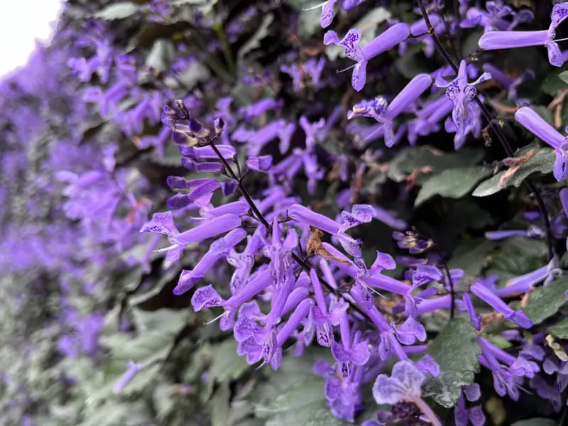 Purple Flowers At Cameron Highlands Flora Park