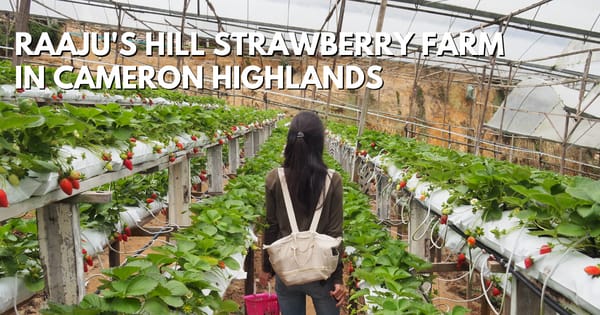 Raaju's Hill Strawberry Farm In Cameron Highlands - travelswithsun