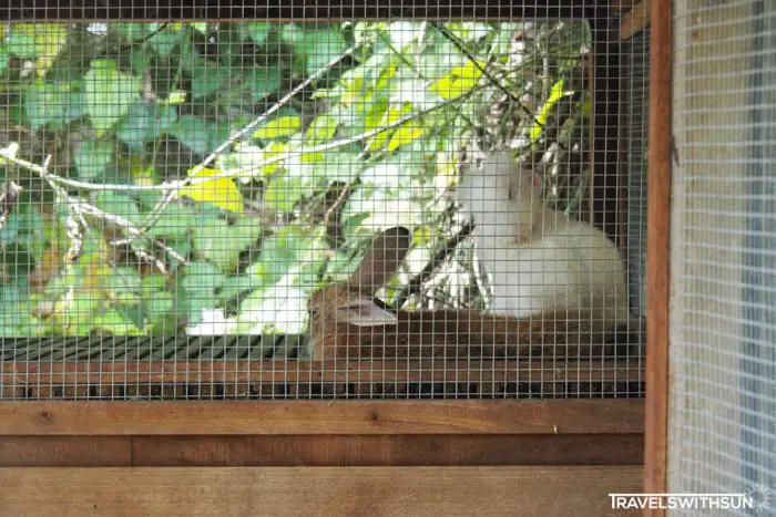 Rabbits Taking Their Afternoon Nap In Their Hutch At Tanjung Tualang TT5 Maze Park