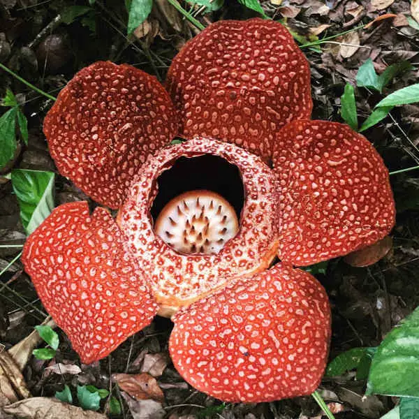 Rafflesia At Cameron Highlands