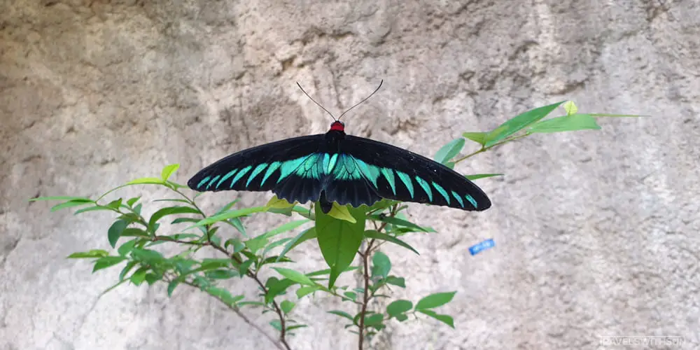 Rajah Brooke Butterfly At Entopia By Penang Butterfly Farm