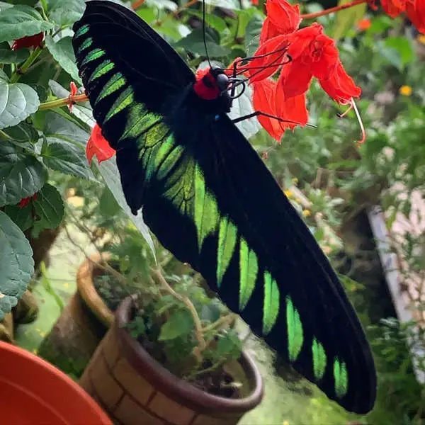 Rajah Brooke's Birdwing Butterfly At Entopia by Penang Butterfly Farm