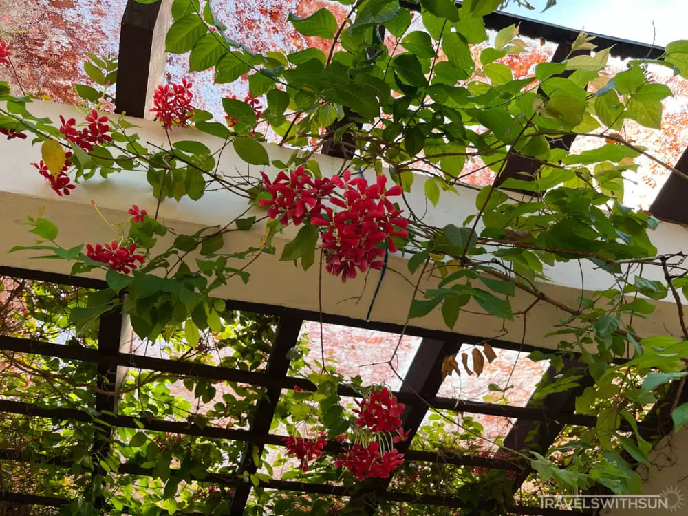 Red Flowers At Perak Botanic Gardens In Taiping