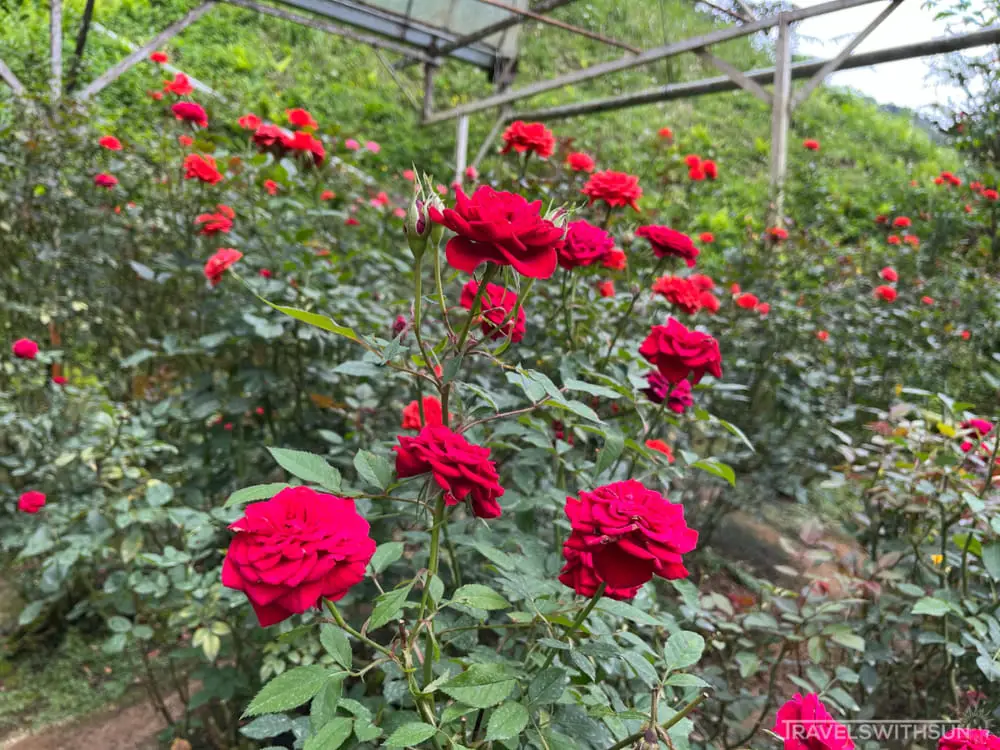 Red Roses At Rose Valley In Cameron Highlands