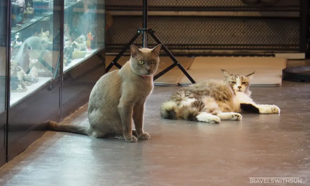 Resident Cats At Meowseum Museum Of Cat Art & Craft