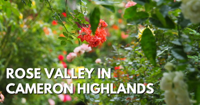Rose Valley In Cameron Highlands – Well-Maintained Garden To Explore