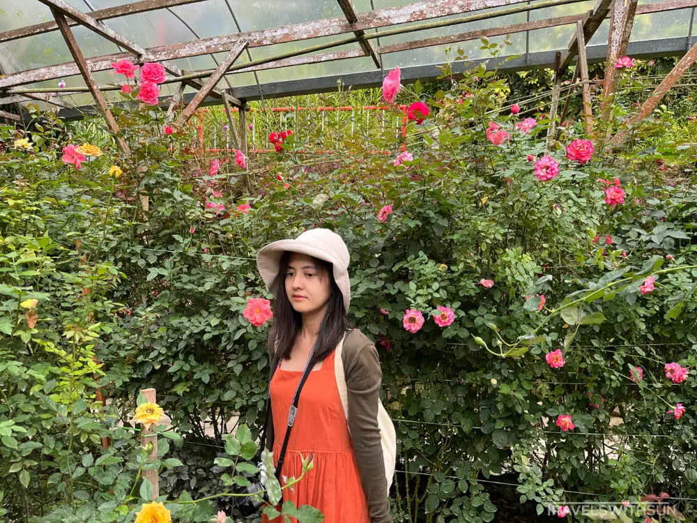Roses In Bloom At Rose Valley In Cameron Highlands