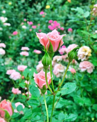 直冷甲玫瑰谷Rose Valley 里的玫瑰花