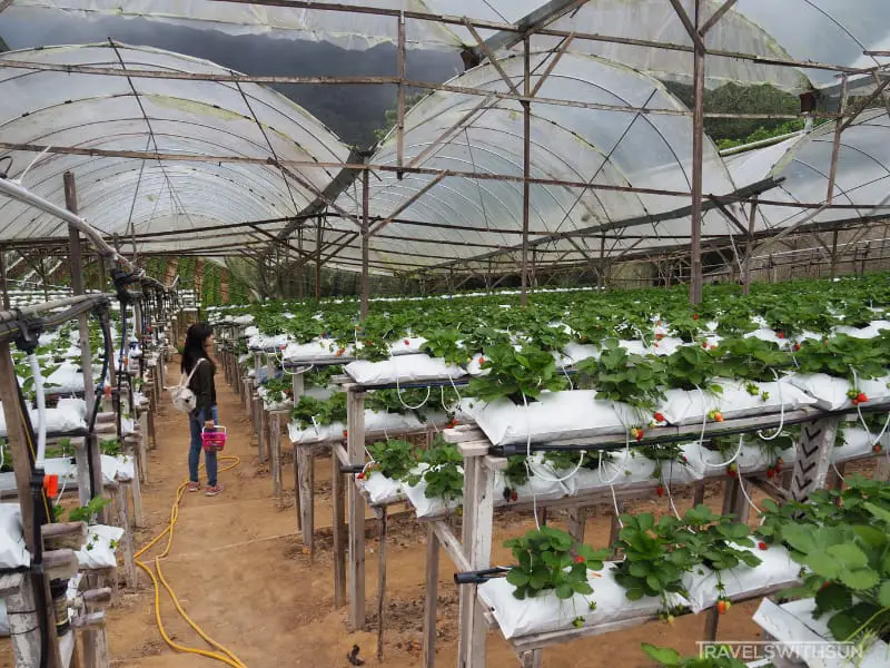 Rows And Rows Of Strawberries At Raaju's Hill Strawberry Farm