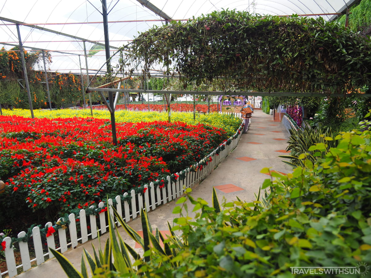 Rows Of Flowers At Lavender Farm In Cameron Highlands