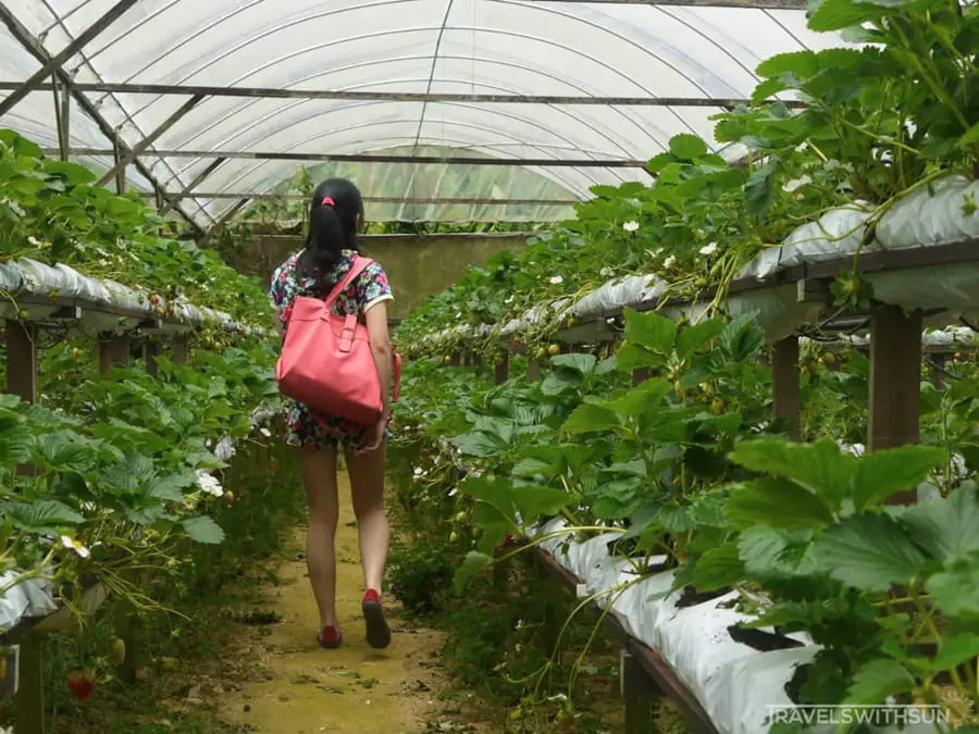 Rows Of Strawberry Plants At Mountain Strawberry Farm