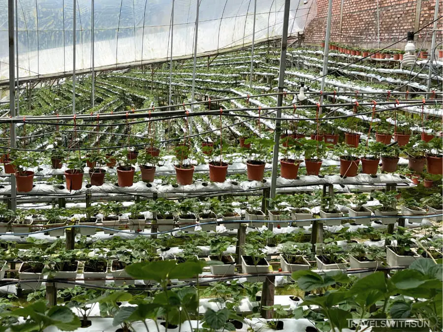 Rows Of Strawberry Plants At Time Tunnel Strawberry Farm