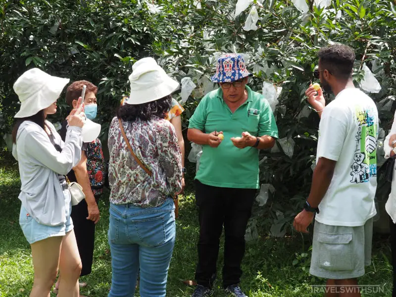 Sampling Fruit On The Tour At Tropical Fruit Farm In Teluk Bahang