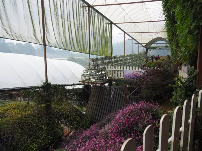 Second Level Of Lavender Garden In Cameron Highlands