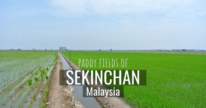 Sekinchan Paddy Fields: An Essential Guide For A Day Trip, Harvest Schedule & Food