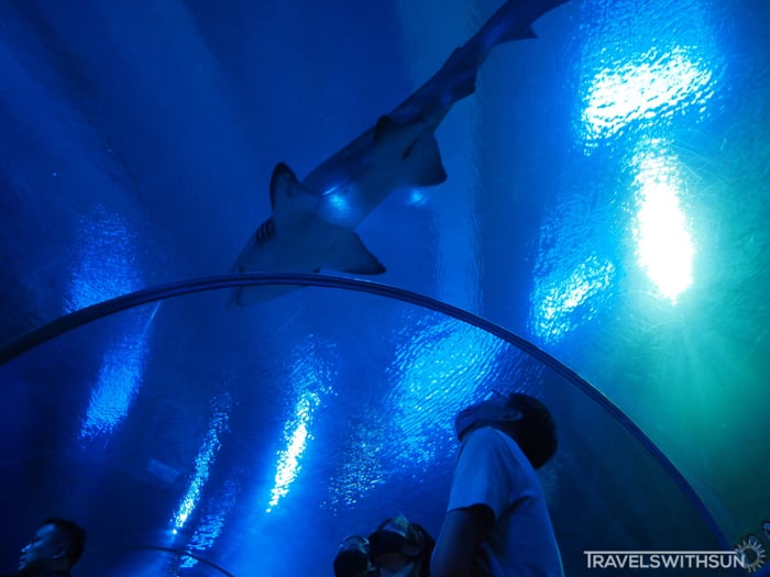 Shark Swimming Overhead At Aquaria KLCC
