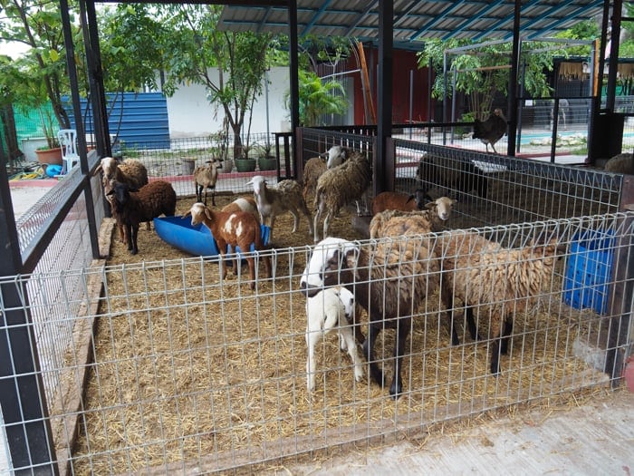 Sheep And Lambs At The Outdoor Section Of Pavilion Petting Zoo At Gunung Lang