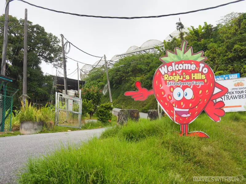 Small But Bright Signage For Raaju's Hill Strawberry Farm