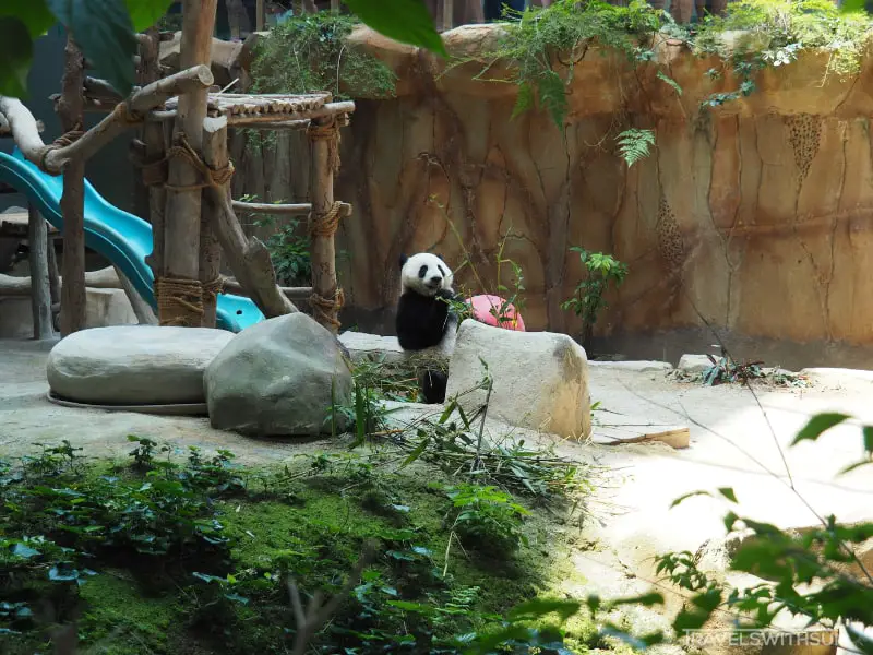 Spacious Panda Exhibit At Zoo Negara Malaysia