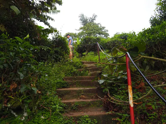 Stairs Up To A Viewpoint At Boh Tea Estate Habu (Fairlie Boh Tea Plantation)