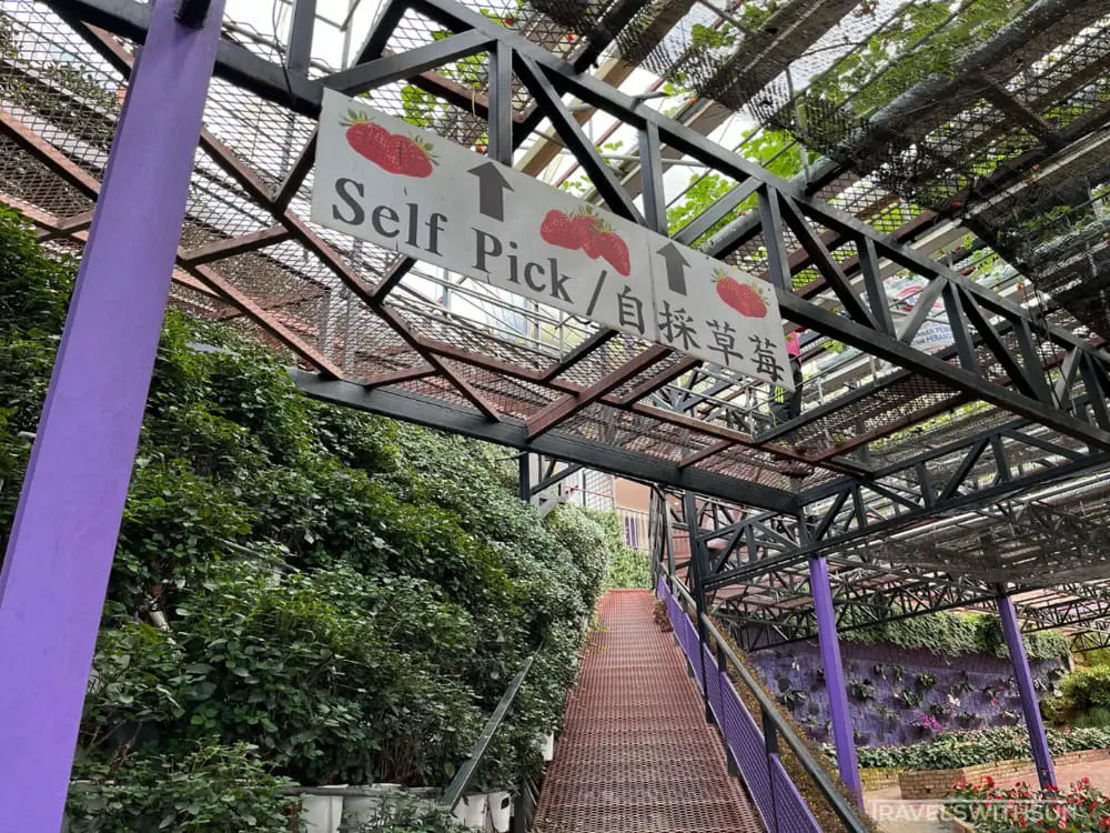 Stairs Up To The Strawberry Section Of Lavender Farm In Cameron Highlands