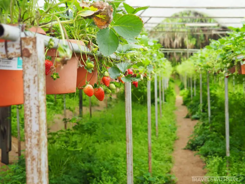 大红草莓园的草莓
